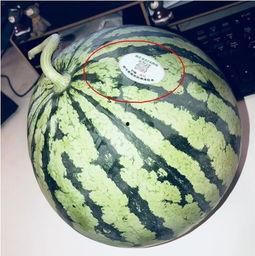 山南网红吃瓜,揭秘幕后故事与热门话题  第1张